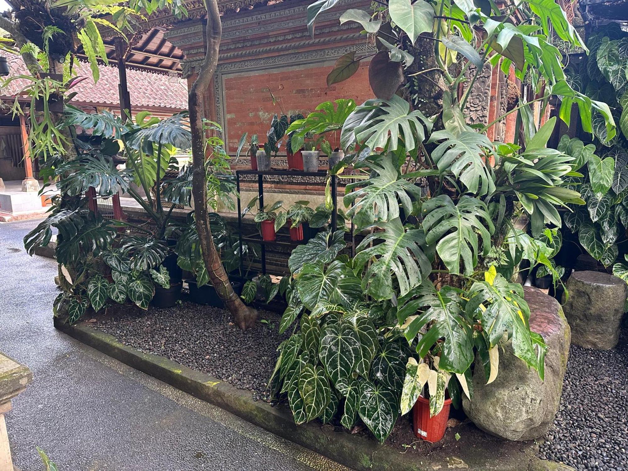 Naeera Guest House Ubud Esterno foto
