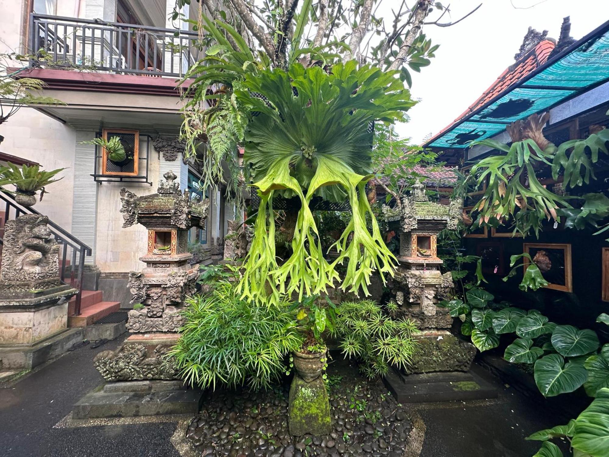 Naeera Guest House Ubud Esterno foto